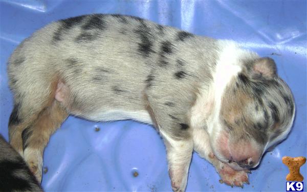 Australian Shepherd Puppies